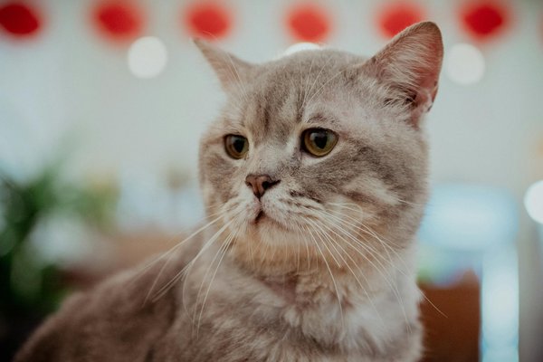 Superhirn-Strategien: Kreative Gehirnfitness-Übungen für ein unschlagbares Gedächtnis!